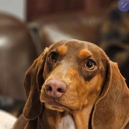 Sadie - Dachshund