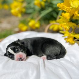Siberian Husky Puppies from Wooly Woof Siberians