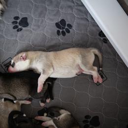 Siberian Husky Puppies from Ivie Huskies