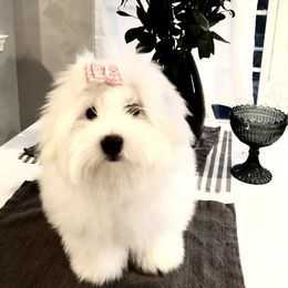 Coton de Tulear Puppies from White Flurry Cotons