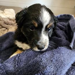 Yellow (collar color) you name him - Black tri male Miniature American Shepherd puppy in Centralia, Washington from Blackjack Mini Aussies