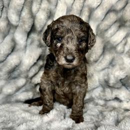 Aussiedoodle, Labradoodle, and Sheepadoodle Puppies from Boxcar Doodles and Poodles