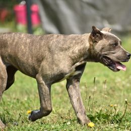Luna - Gray brindle female Cane Corso puppy in Chestertown, Maryland from Willow Creek Cane Corsos