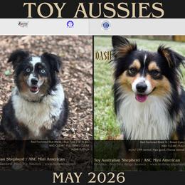 Toy Australian Shepherd puppies from TK Standard, Mini, & Toy Aussies