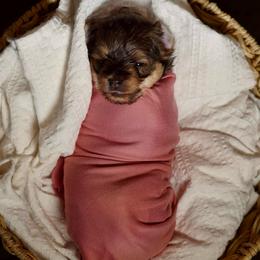 Pink Collar Girl - Black and tan female Yorkipoo puppy in Las Vegas, Nevada from Plush Toy Poodle Puppies & Pals