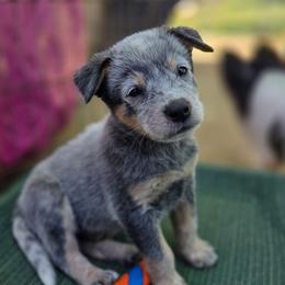 Nash - Blue male Australian Cattle Dog puppy in Knoxville, Tennessee from Shada Australian Cattle Dogs
