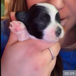 Monet - Piebald female Morkie puppy in Aliquippa, Pennsylvania from The Morkie Mom