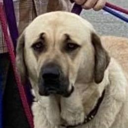 Rio - Anatolian Shepherd Dog