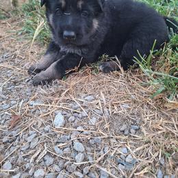 Purple Collar - Black and tan female German Shepherd puppy in Greensburg, Kentucky from Judds German Shepherds