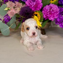 Padme' - Yellow - Blenheim female Cavapoo puppy in South Jordan, Utah from Simply Sweet Paws. LLC