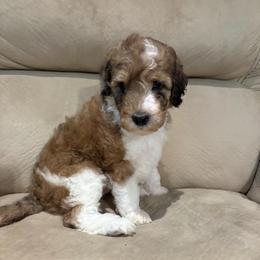 Pike - Parti male Poodle puppy in Troy, New Hampshire from SP Standard Poodles
