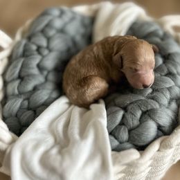 Poodle Puppies from Miller Creek Standard Poodles