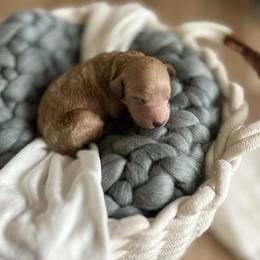 Poodle Puppies from Miller Creek Standard Poodles