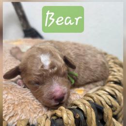 Bear - Red  male Goldendoodle puppy in Palestine, Texas from KK's Doodle Bunch