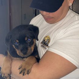 Cane Corso and Rottweiler Puppies from Hause of Rry Rotties & Cane Corso