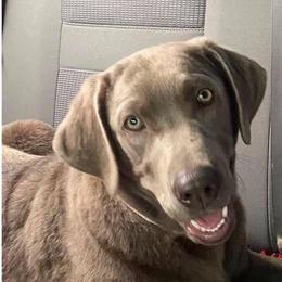 Katie - Dilute Retriever