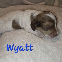 Wyatt - Piebald male Dachshund puppy in Mobile, Alabama from Mobile Mini Dachshunds