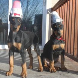 Doberman Pinscher Puppies from Desiree's Doberman Pinschers