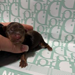 Buttercup - Chocolate, tan and white male Yorkshire Terrier puppy in Illinois from Pretty Little Yorkies