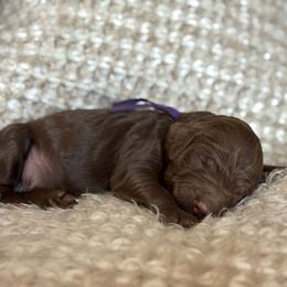Purple - Parti female Goldendoodle puppy in Hesperia, Michigan from Red Acres Poodles & Doodles