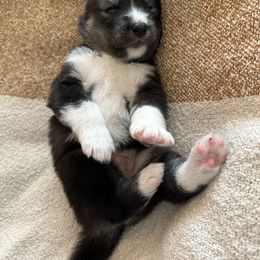 Siberian Husky Puppies from Sunny Siberians