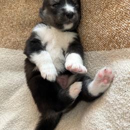 Siberian Husky Puppies from Sunny Siberians