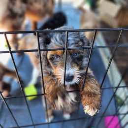 "Jessie Summer 2022" Assorted Doodle Crosses Puppies from Do Wah Diddy Doodles