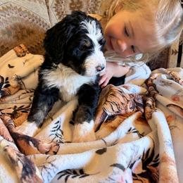 Bernedoodle Puppies from HooDoodles