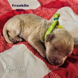 Franklin - Cream male Goldendoodle puppy in Peyton, Colorado from Grace N Faith Doodles