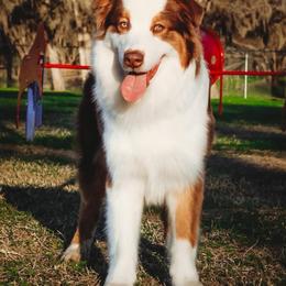 Pyro - Red tri-color male Australian Shepherd puppy in Victoria, Texas from Silvermist Australian Shepherds