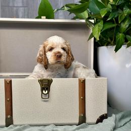 Rocky - Red and white male Cocker Spaniel puppy in Salt Lake City, Utah from Sego Lily Cockers