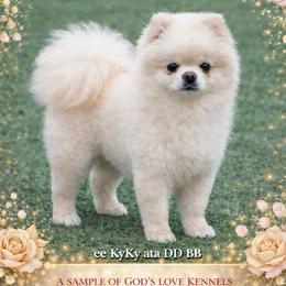 Buddy - Pomeranian