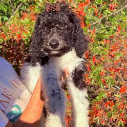 Maple - Parti female Goldendoodle puppy in Jasper, Georgia from Harrington Doodles & Poodles