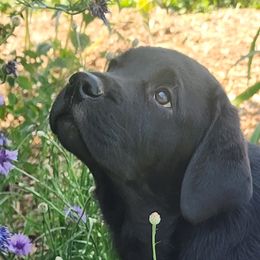 Boy 1 - Labrador Retriever puppy in Stewartstown, Pennsylvania from Seahawk Labradors