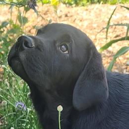 Boy 1 - Labrador Retriever puppy in Stewartstown, Pennsylvania from Seahawk Labradors