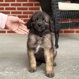 Girl 2(Bean) - Reddish brown female Leonberger puppy in Manchester, Tennessee from Bois D’Arc Leonbergers