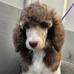 Mocha - Brindle female Poodle puppy in Patterson, California from Paterson Poodles