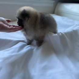 Pomeranian and Poodle Puppies from Carousel Poodles & Pomeranians