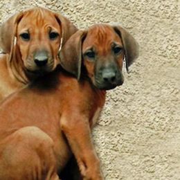 Rhodesian Ridgebacks from LionRidge Rhodesian Ridgebacks