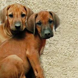 Rhodesian Ridgebacks from LionRidge Rhodesian Ridgebacks