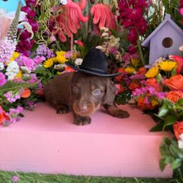 Pete - Chocolate and tan male Dachshund puppy in Wills Point, Texas from Duck Creek Farm