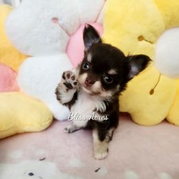 Tiny Dior - Chocolate and tan female Chihuahua puppy in Ponca City, Oklahoma from Bliss Acres Farm