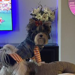 Biewer Terrier and Yorkshire Terrier Puppies from York Town California