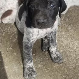 German Shorthaired Pointer Puppies from Calvert Kennels