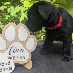 Red Girl - female Standard Schnauzer puppy in Bowie, Maryland from Songbird Standard Schnauzers