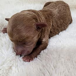 2 Red Tuxedo Boy - Red male Cavapoo puppy in Gunnison, Utah from Curls and Camo Pups