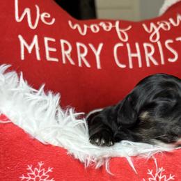 Black and cream - Black and cream female Dachshund puppy in Crestview, Florida from Neverending Dachies