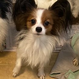 Bette - Papillon