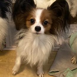 Bette - Papillon