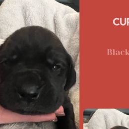 Boy 5- Cupid - Black Great Dane puppy in Marlow, New Hampshire from Fox Hill Danes